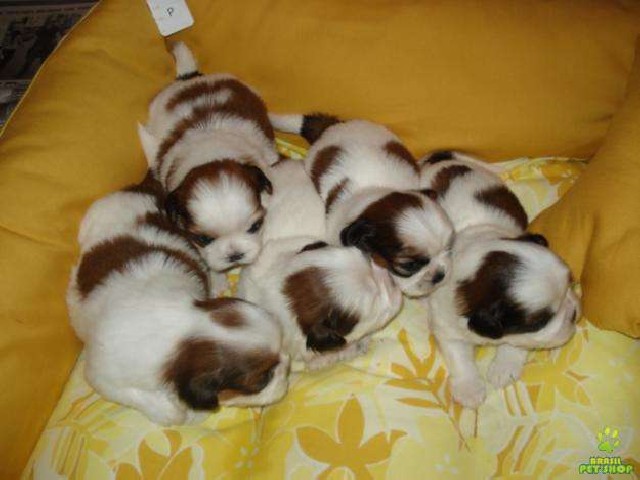 Foto 1 - Shih tzu shitzu filhotes blumenau itajai