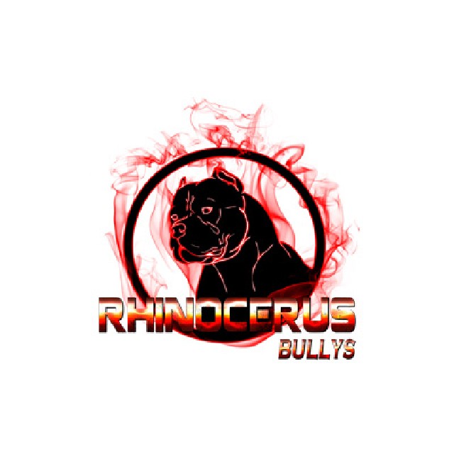 Foto 1 - Filhotes american bully - rhinocerus